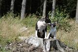 BOSTON TERRIER 150